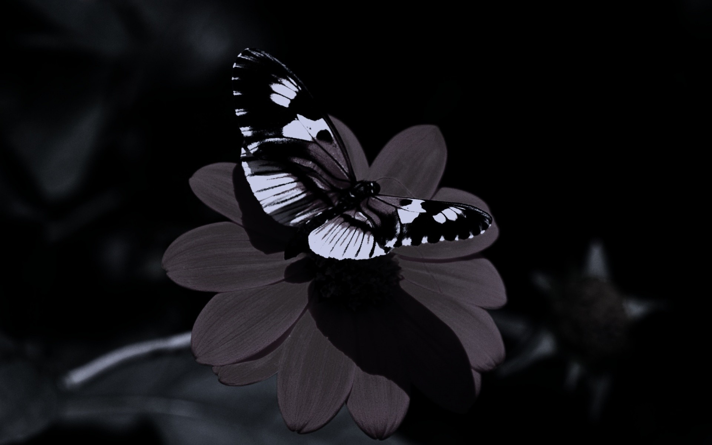 Insect, Flora, Flower, Butterfly, Black And White Wallpaper - Wallpaper , HD Wallpaper & Backgrounds