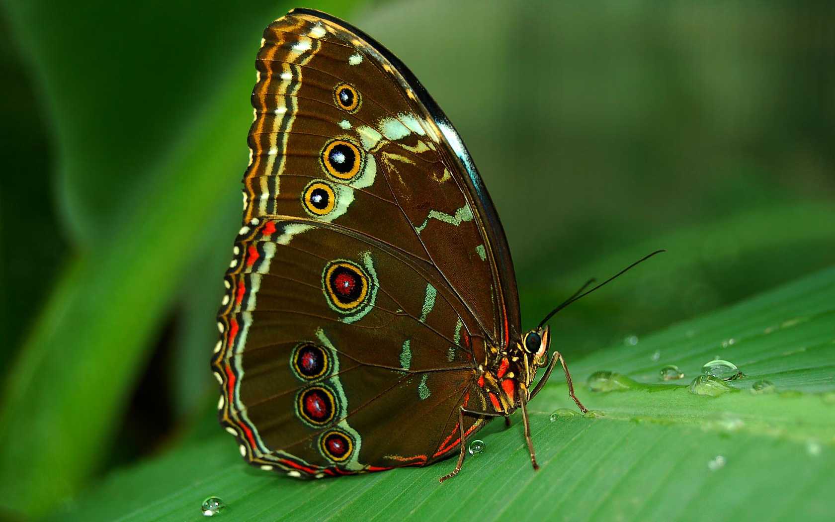 Black Butterfly Wallpaper - Butterfly Wallpaper For Desktop , HD Wallpaper & Backgrounds