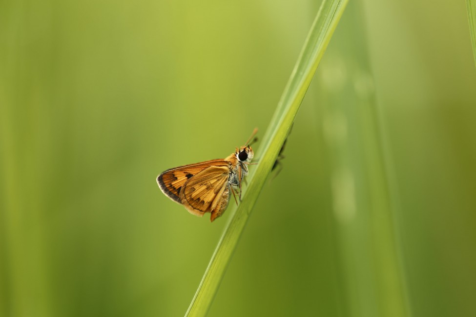 Brown And Black Butterfly On Green Leaf - Brush-footed Butterfly , HD Wallpaper & Backgrounds