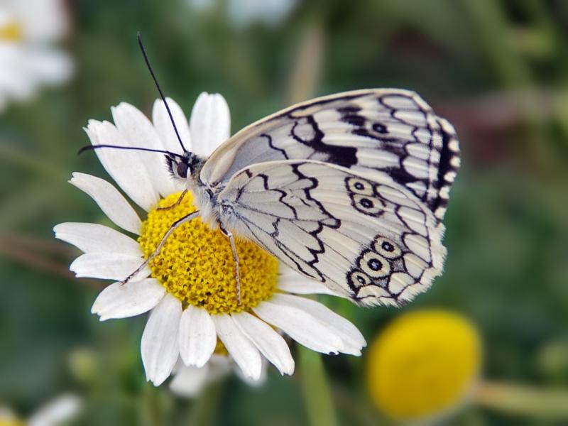 White Butterfly Black Flowers Nature Hd Wallpaper - Flowers And Butterflies Black And White , HD Wallpaper & Backgrounds