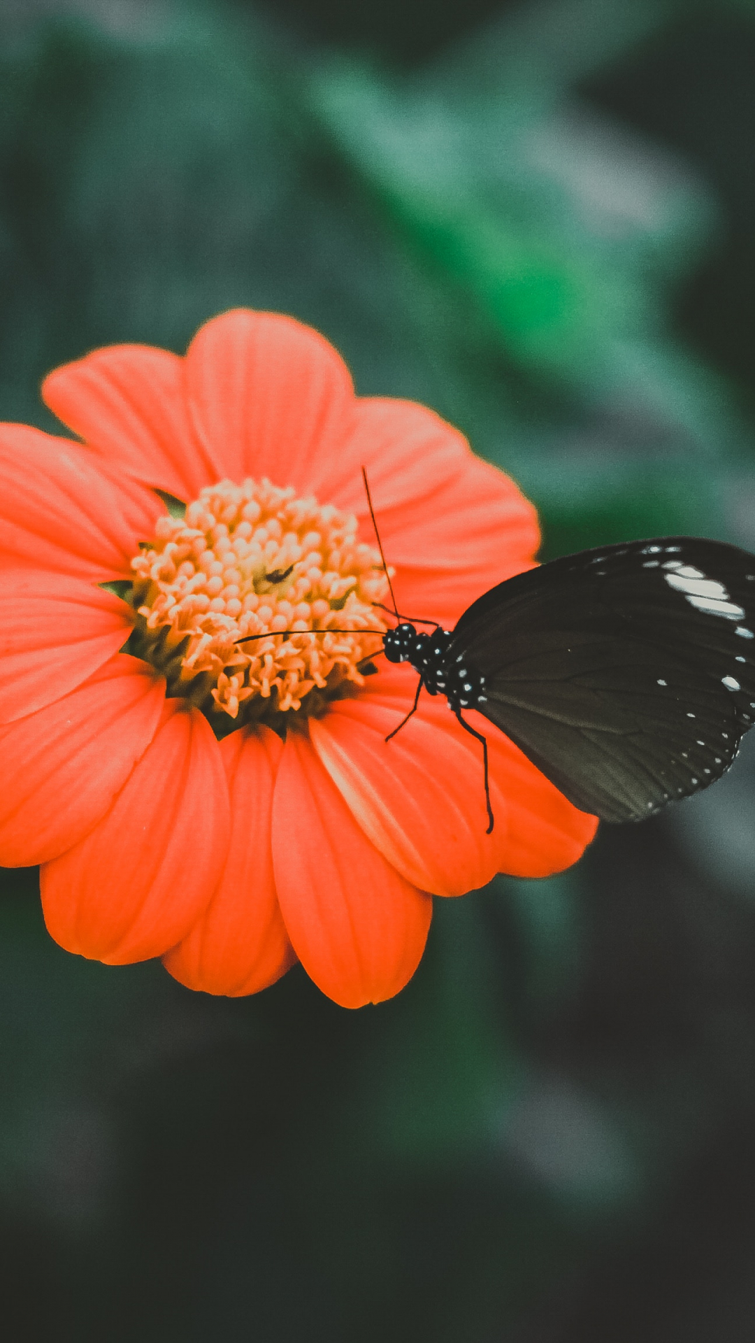 Black Butterfly Iphone Wallpaper - Butterfly Wallpaper Iphone , HD Wallpaper & Backgrounds