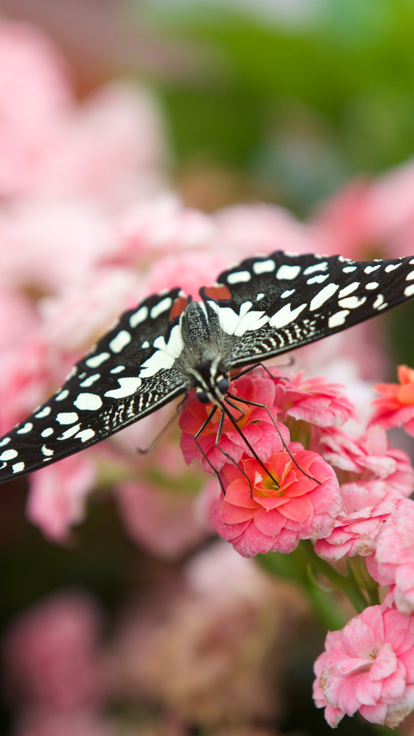 Black Butterfly On Pink Flowers - 4k Resolution , HD Wallpaper & Backgrounds