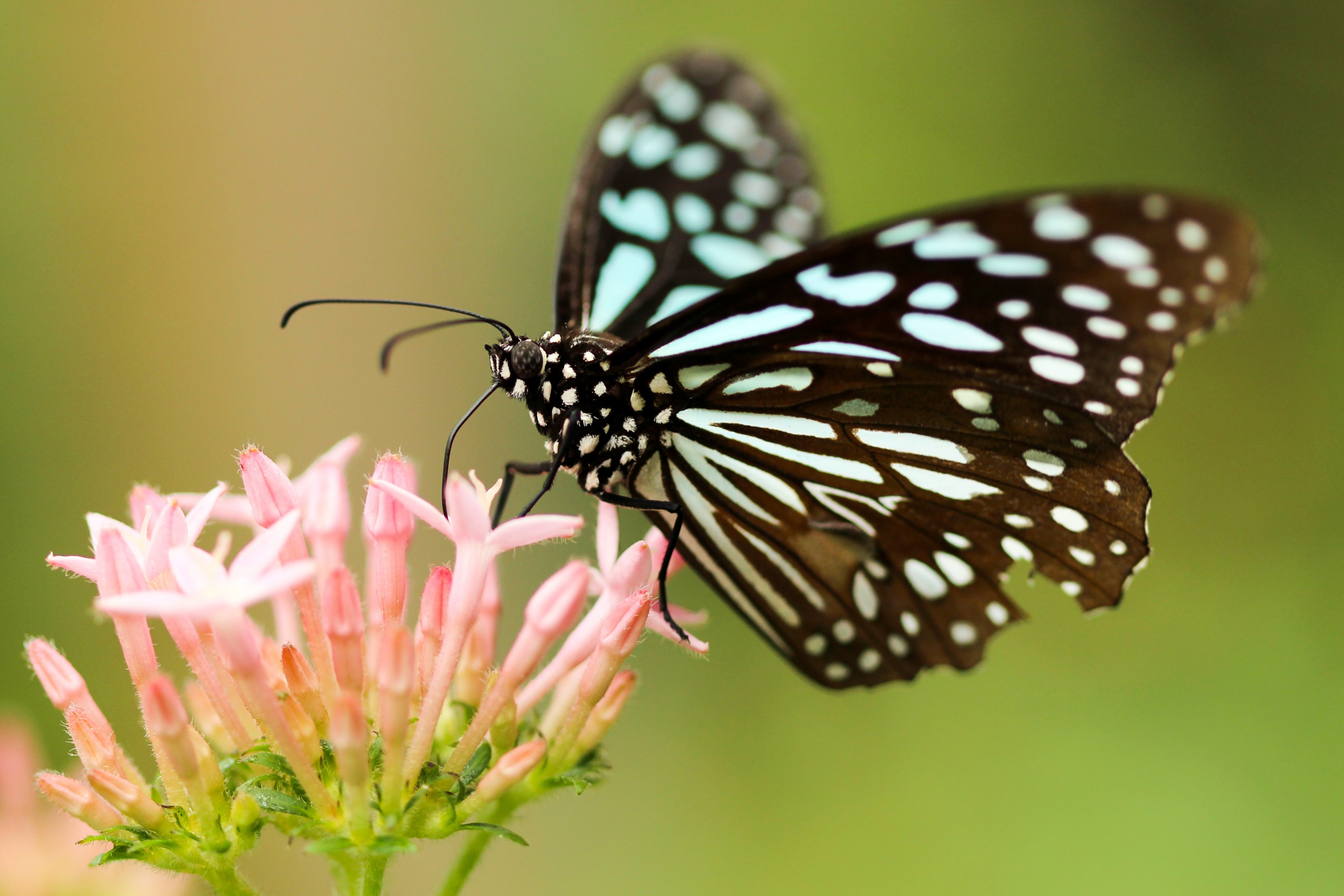 #3840x2560 A Black And White Butterfly On A Pink Flower - Monarch Butterfly , HD Wallpaper & Backgrounds