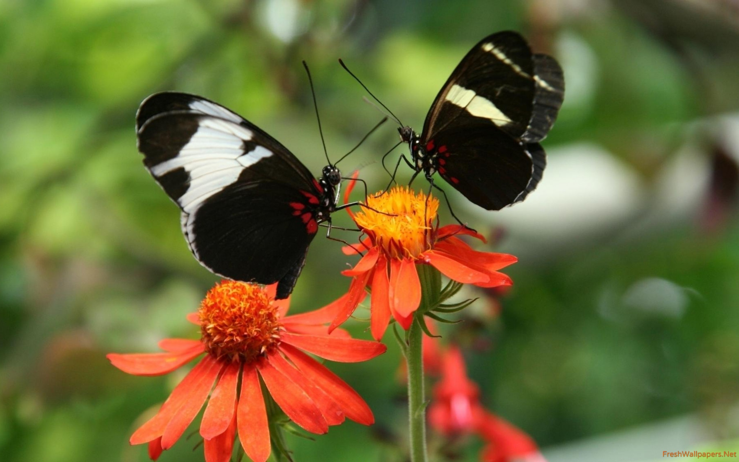 Black And White Butterflies With Red Dots Wallpaper - Brush-footed Butterfly , HD Wallpaper & Backgrounds