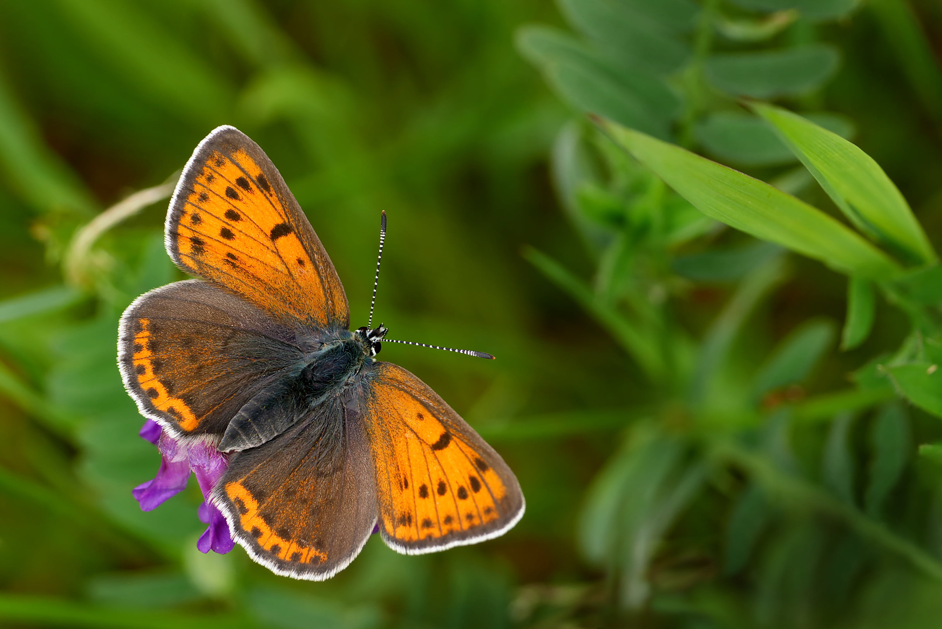 Brown And Black Butterfly Hd Wallpaper - Lycaena Hippothoe , HD Wallpaper & Backgrounds
