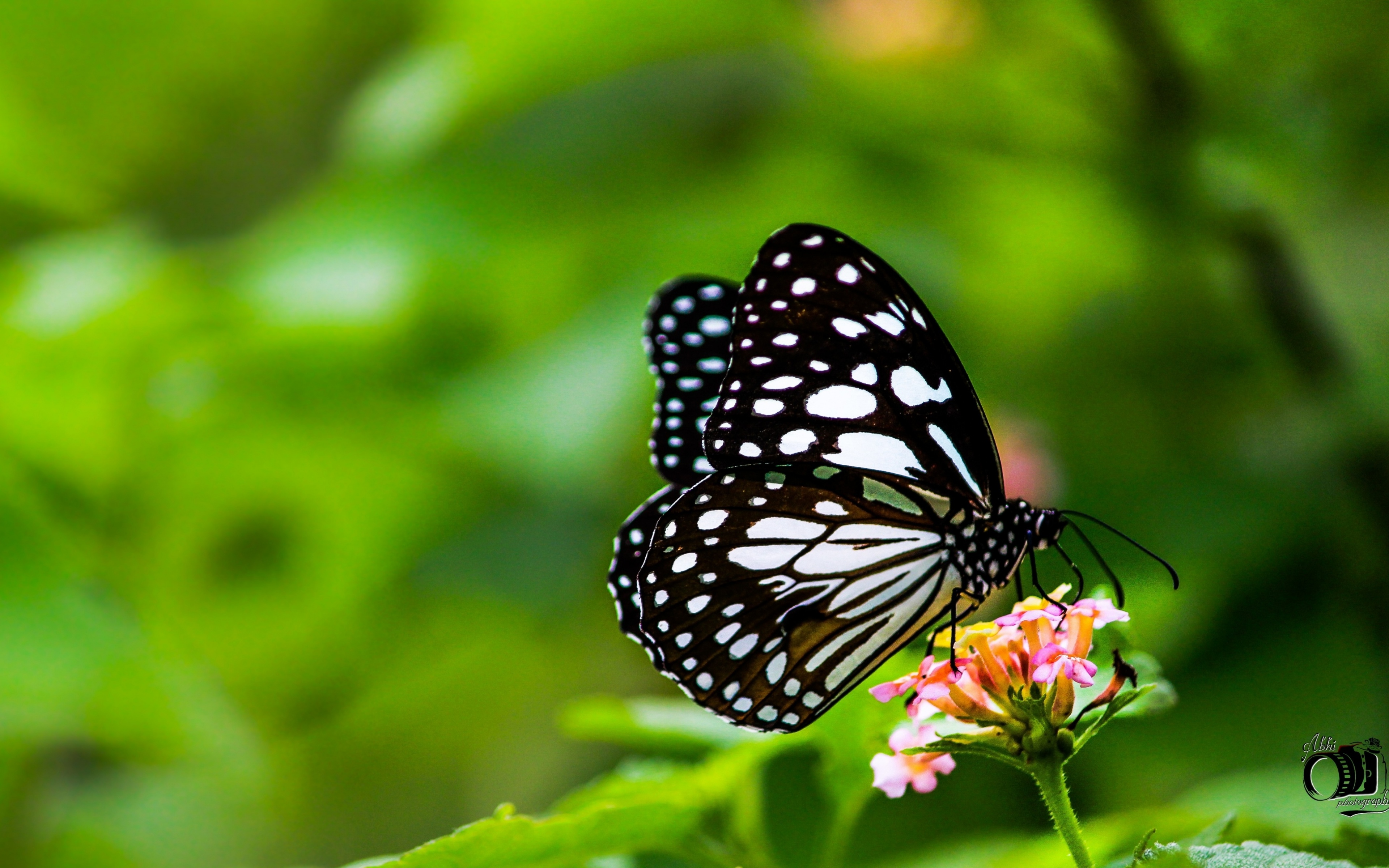 Ultra Hd Butterfly Wallpaper Hd , HD Wallpaper & Backgrounds