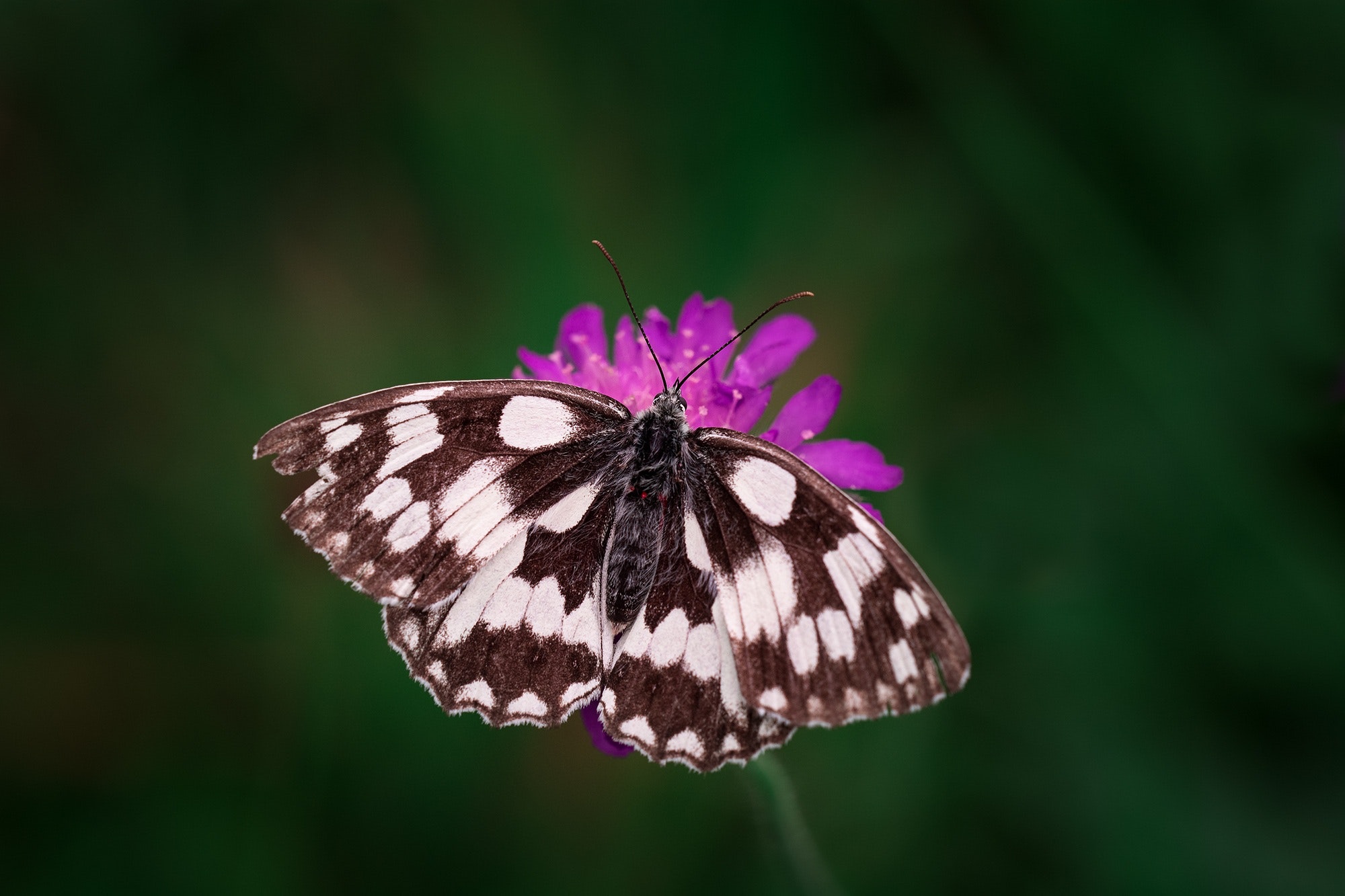 Tilt Shift Photography Of Black And White Butterfly, - Butterfly Chess Board , HD Wallpaper & Backgrounds