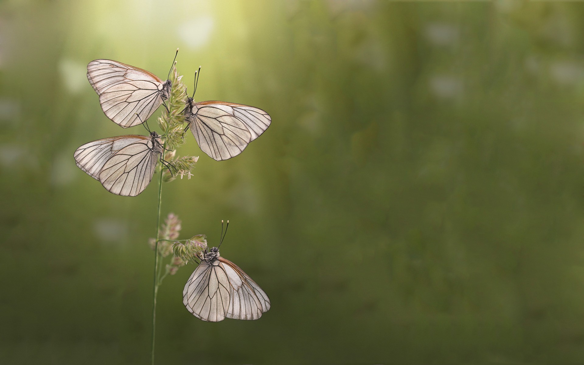 White Butterfly Wallpaper - Butterflies Nature , HD Wallpaper & Backgrounds
