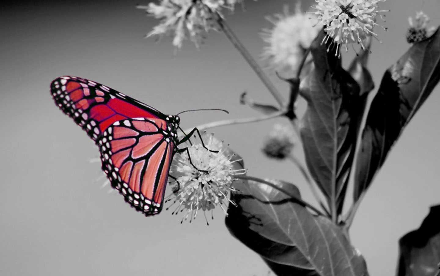 Red Butterfly, Abstract, Beautiful, Black, Black And - Color , HD Wallpaper & Backgrounds
