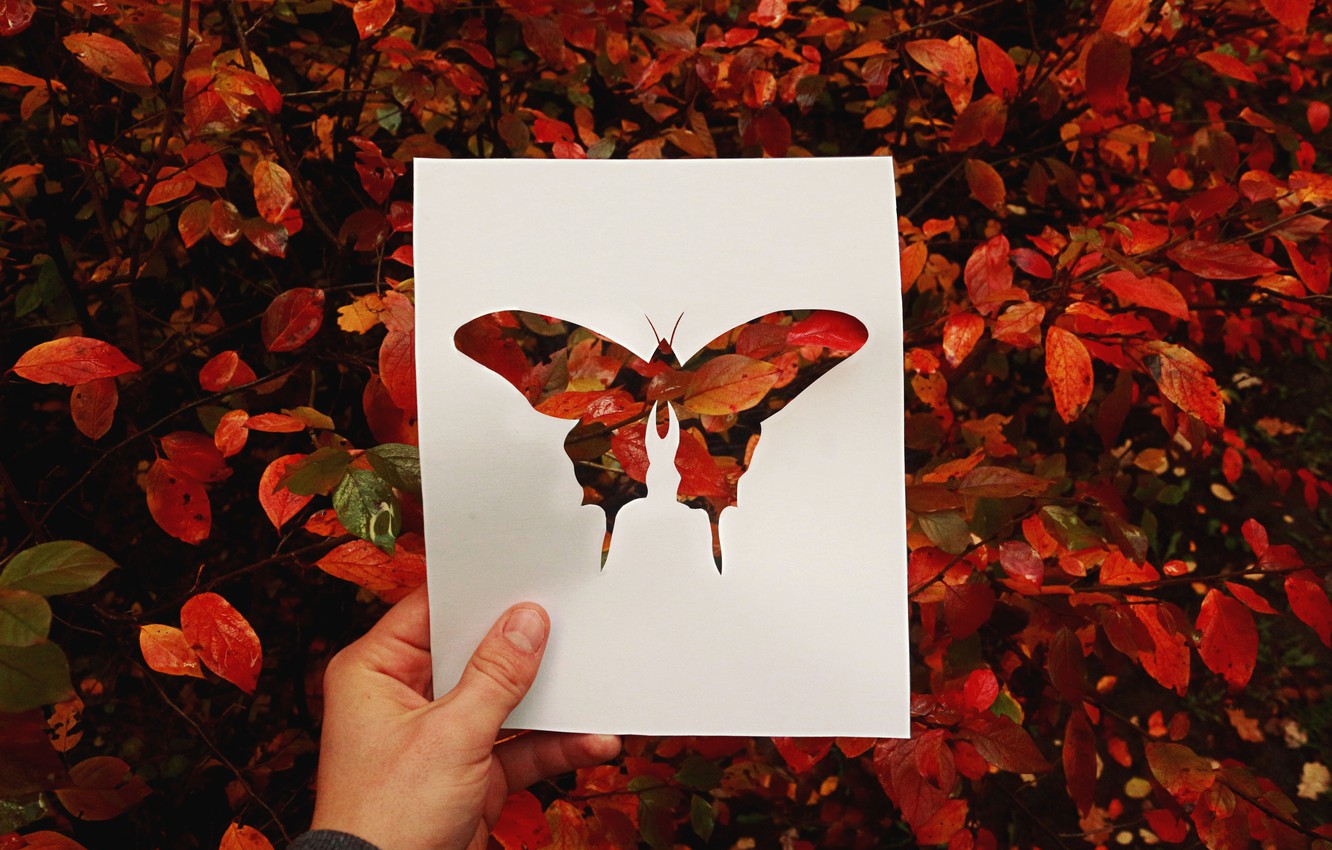 Photo Wallpaper Autumn, Leaves, Red, Butterfly, Silhouette - Brush-footed Butterfly , HD Wallpaper & Backgrounds