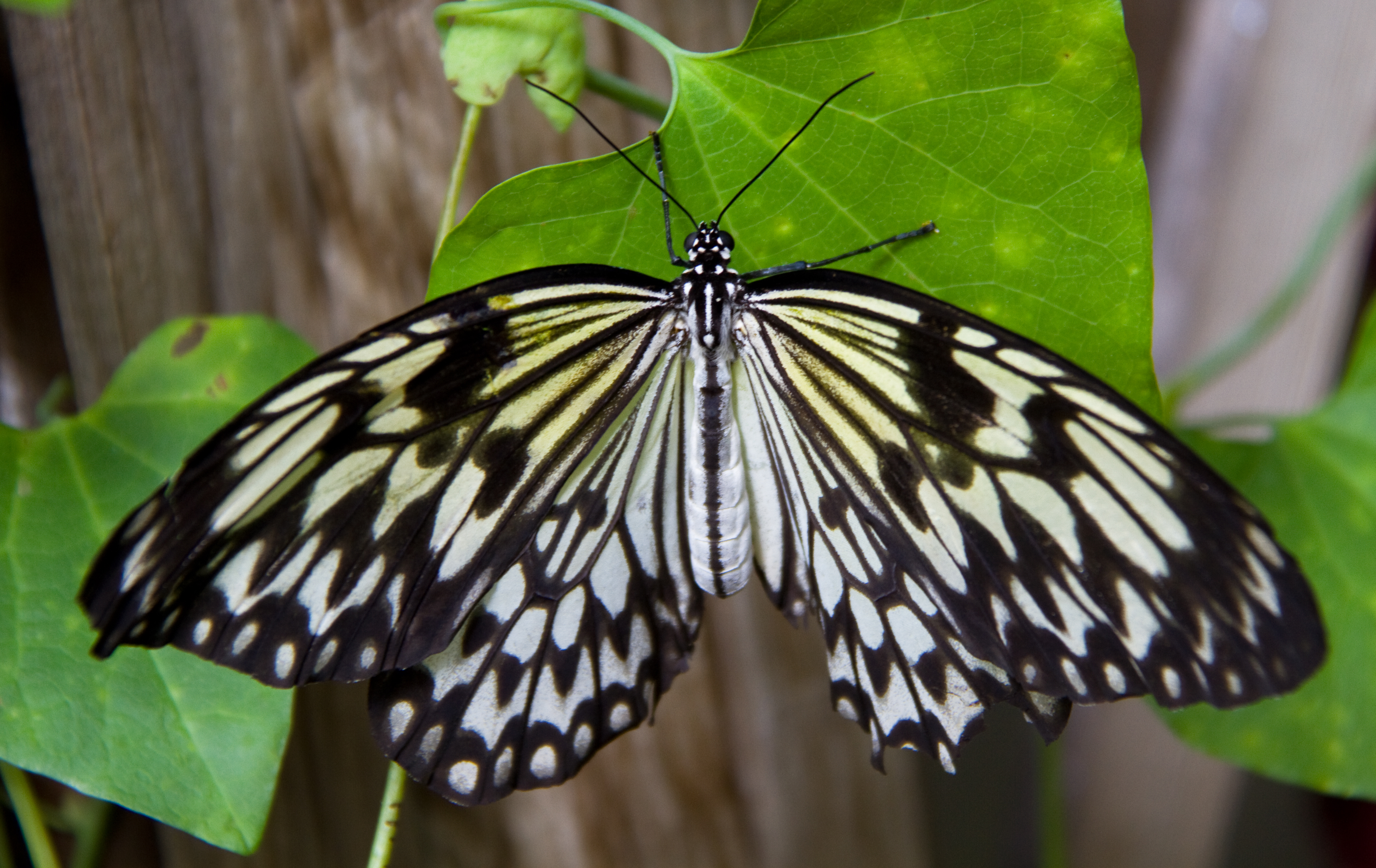 Black And White Butterfly - Brush-footed Butterfly , HD Wallpaper & Backgrounds