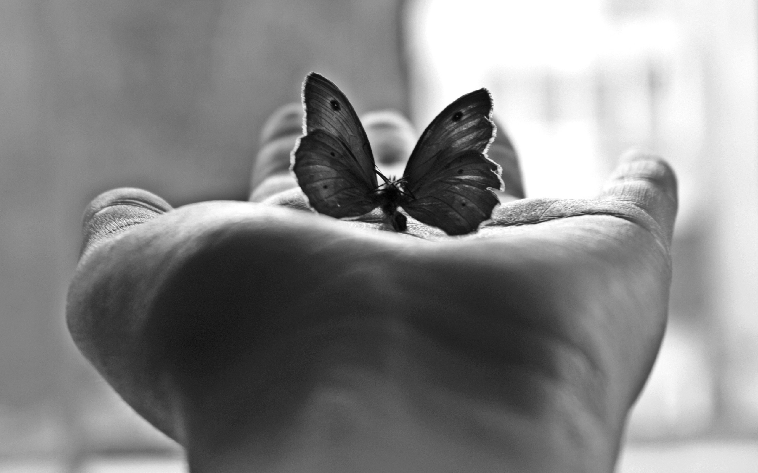 Wallpaper Palm, Butterfly, Spirits, Black White - Hd Wallpaper For Mobile Butterflies , HD Wallpaper & Backgrounds