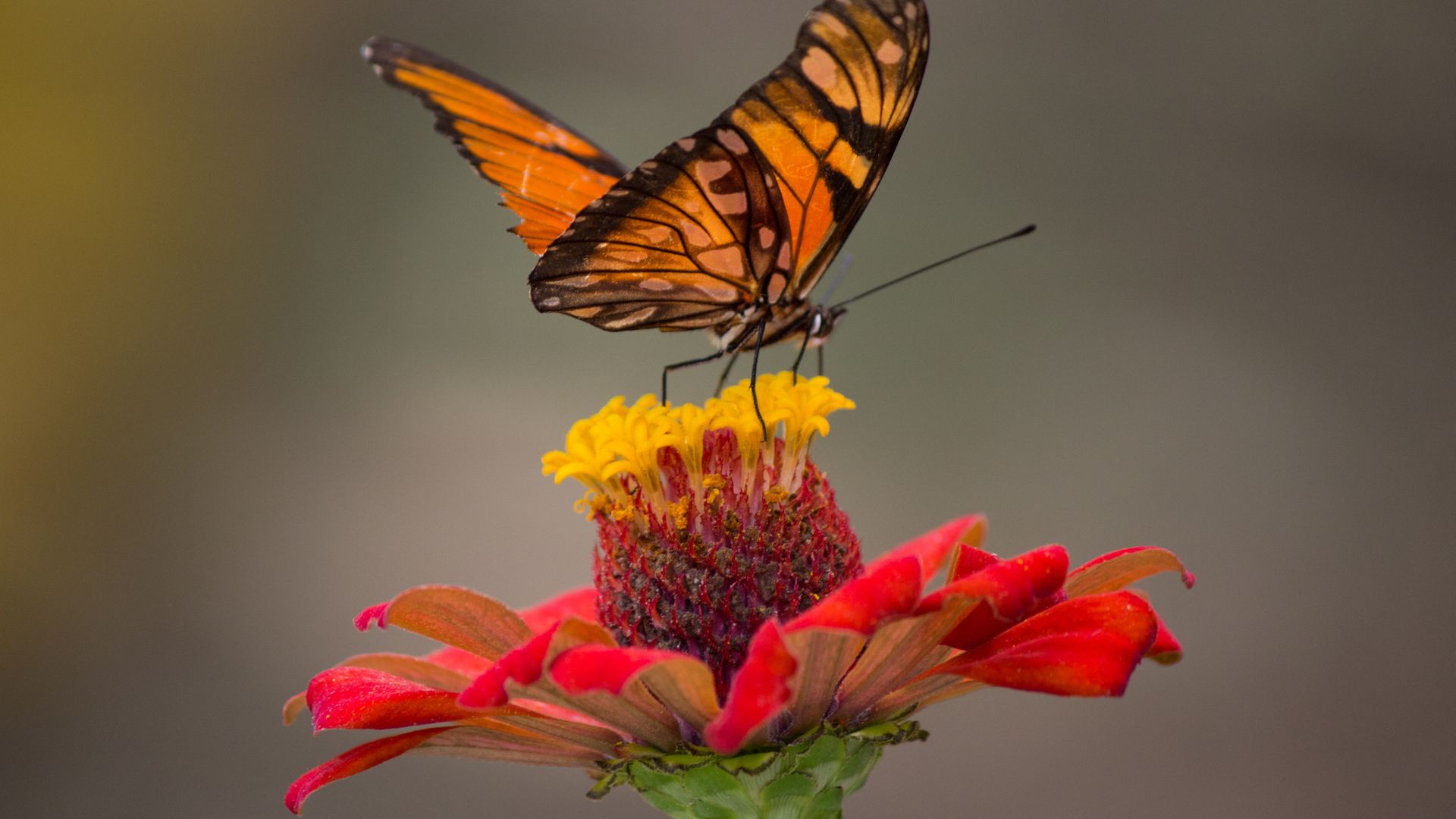 Butterfly On Yellow And Red Flower Closeup - Good Morning With Butterfly , HD Wallpaper & Backgrounds