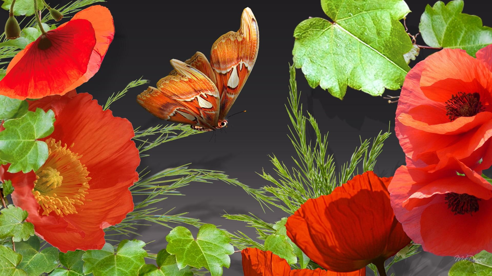 Poppies Ivy, Brown, White And Red Butterfly, Firefox - Black Butterfly And Red Poppy , HD Wallpaper & Backgrounds