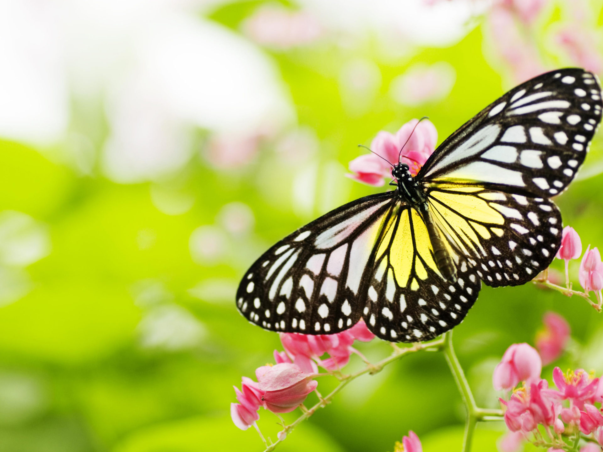 Good Morning Image Butterfly , HD Wallpaper & Backgrounds