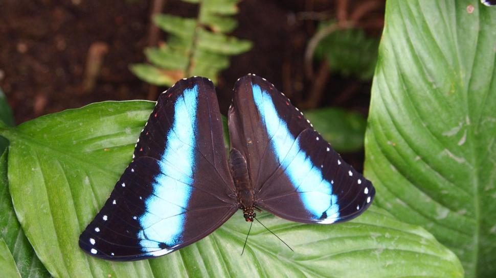 Black Butterfly With Blue Stripes Wallpaper - Black Butterfly With Blue Stripe , HD Wallpaper & Backgrounds