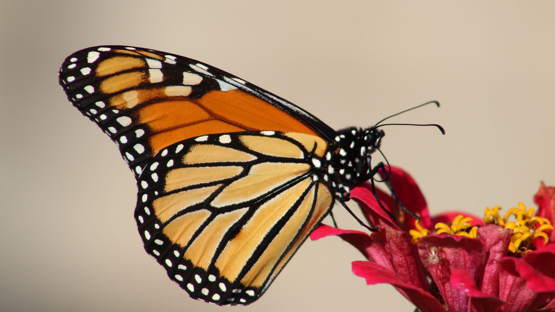 Butterfly Perching On Red Flower - Monarch Butterfly , HD Wallpaper & Backgrounds