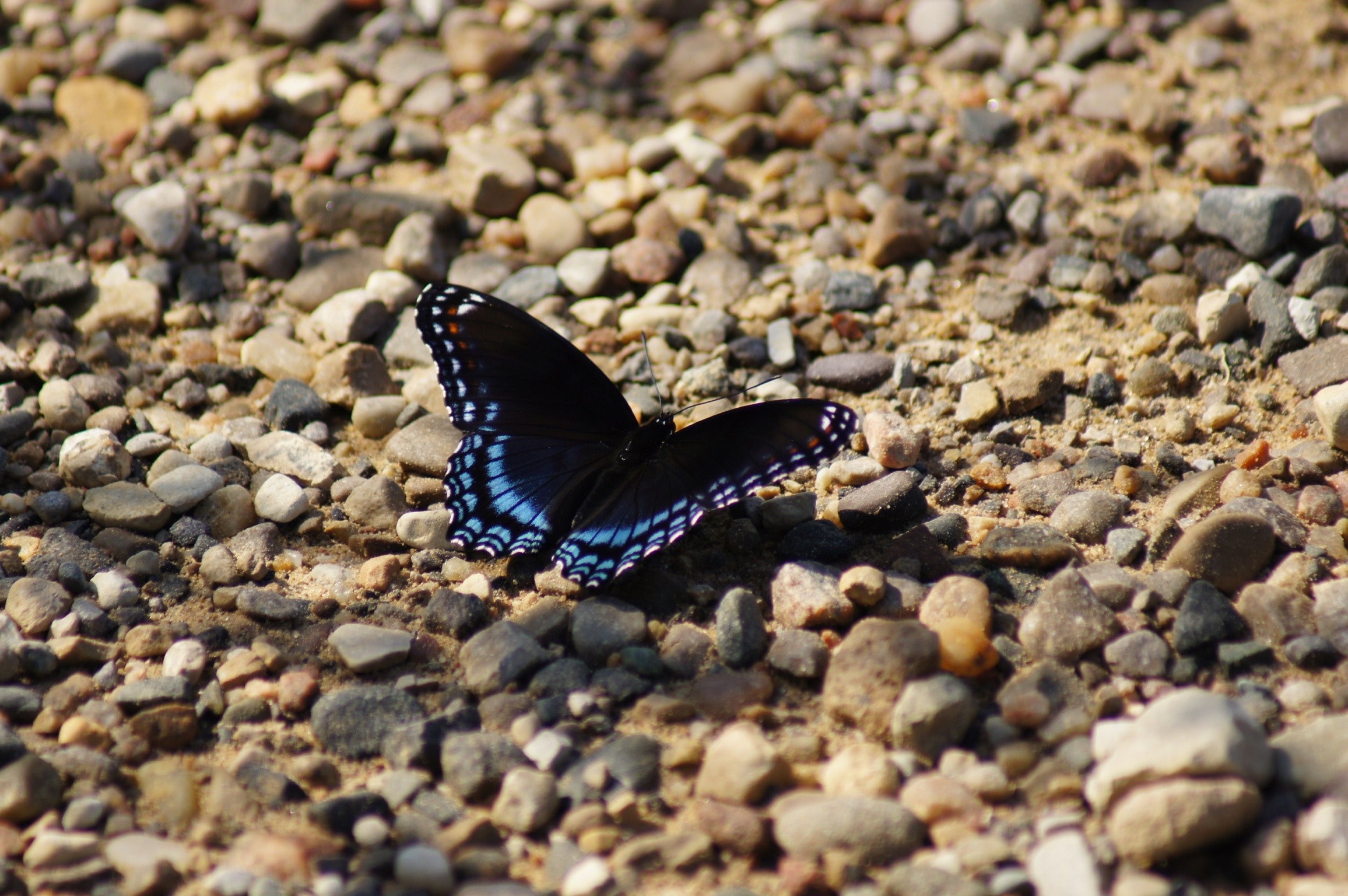 #2312x1536 Butterfly Gravel Black Butterfly And Insect - Black Hd Butterfly , HD Wallpaper & Backgrounds