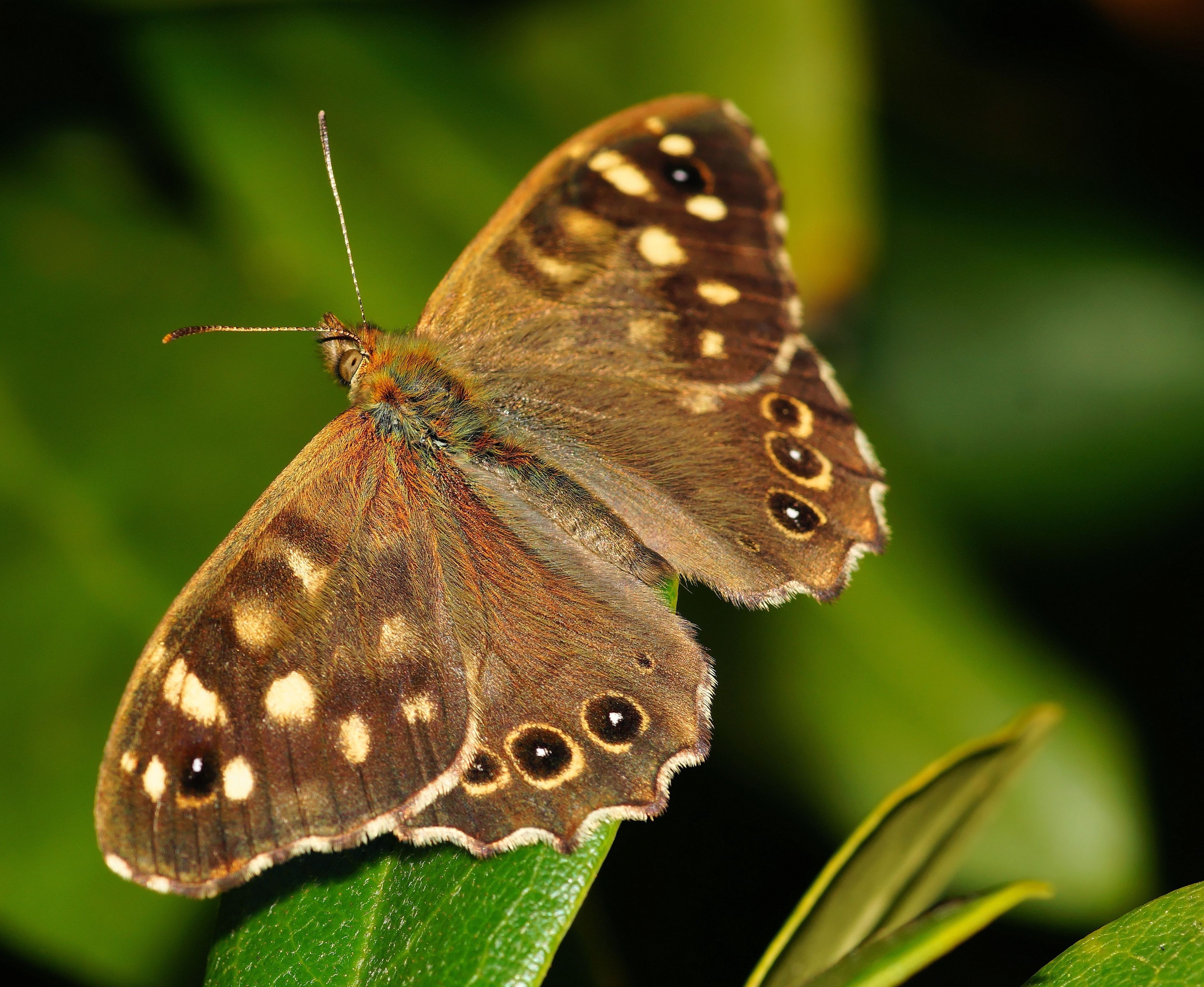 Brown And Black Butterfly, Monarch, Wildlife, Macro, - Brown Butterflies With Black Spots , HD Wallpaper & Backgrounds