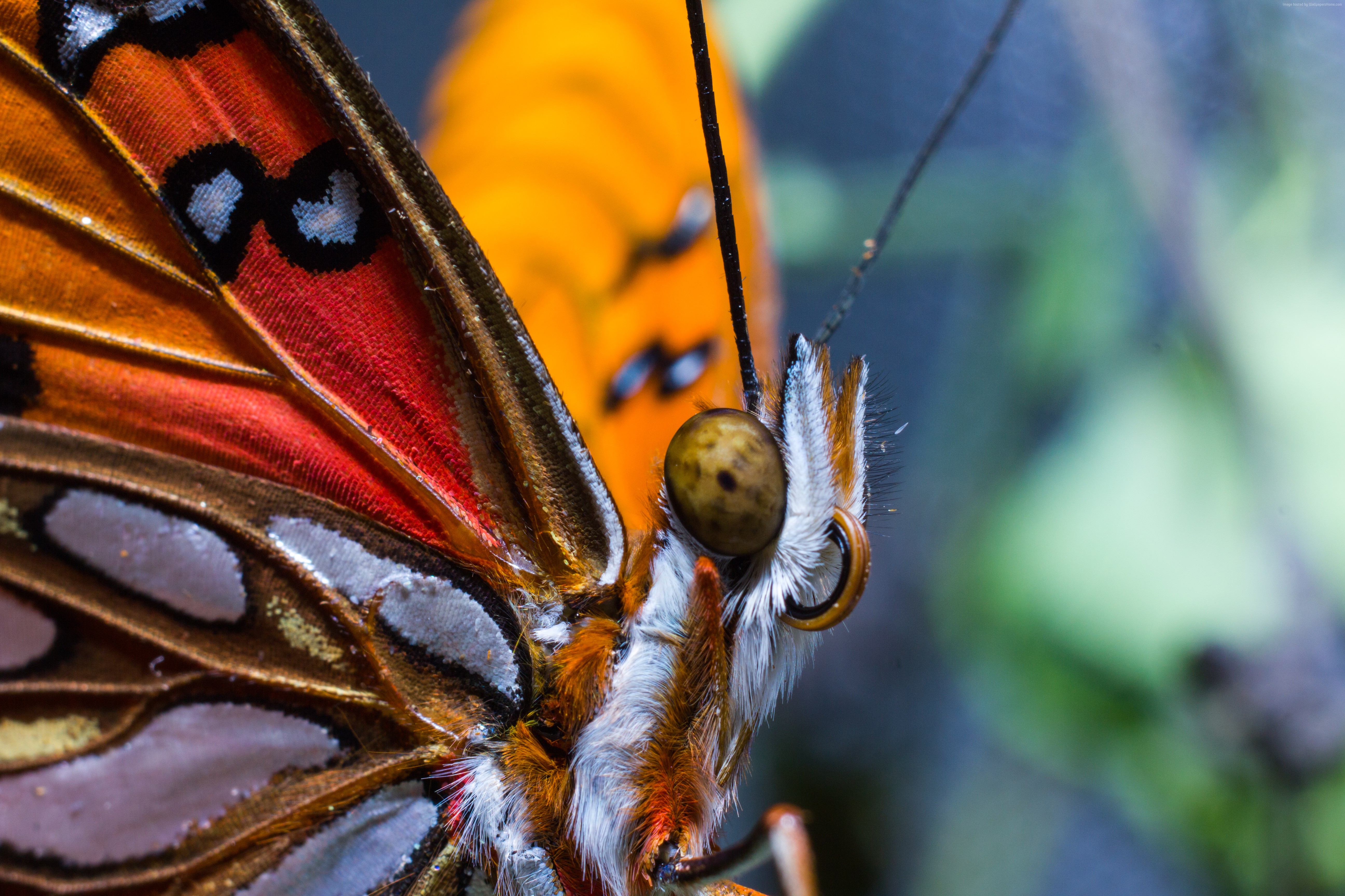 #wings, #insects, #red, #butterfly, #macro, # - Бабочка Макро , HD Wallpaper & Backgrounds