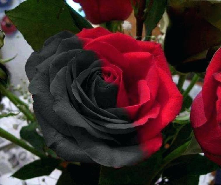 Red And Black Flowers Flowers Images Black Red Rose - Half Black Half Red Rose , HD Wallpaper & Backgrounds