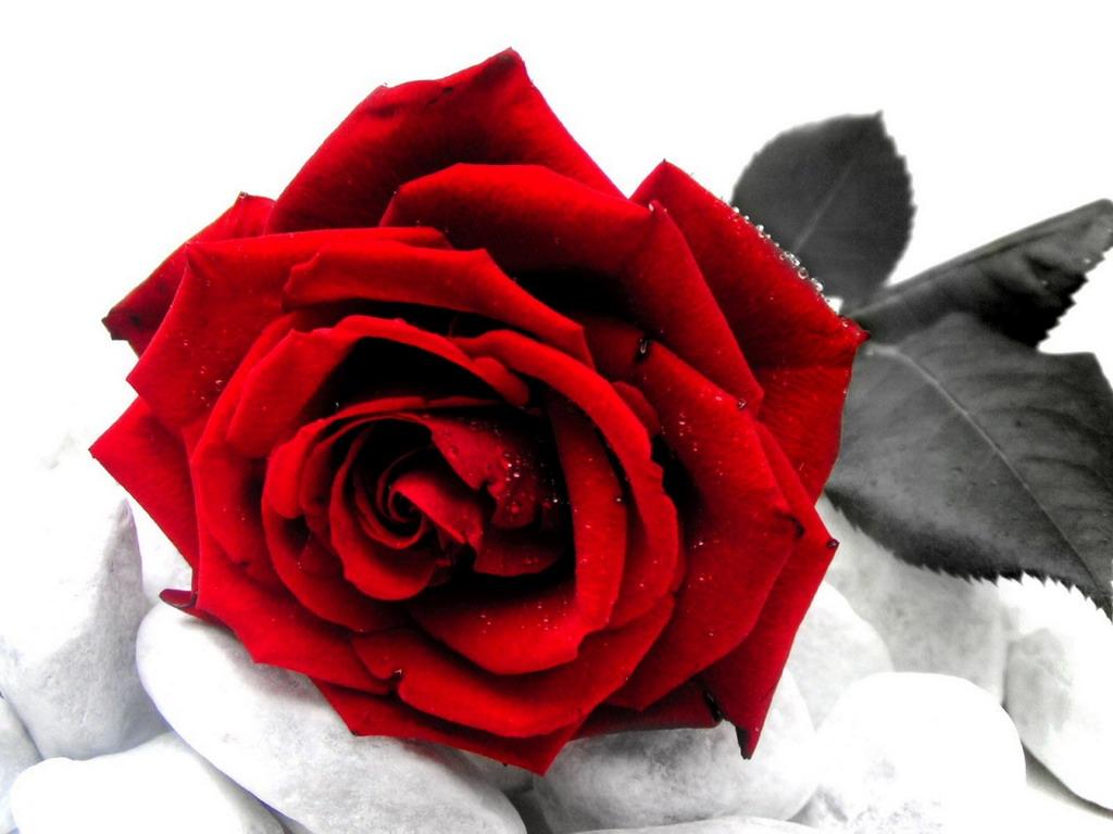Black And White Red Rose Wallpaper - Rose Love , HD Wallpaper & Backgrounds