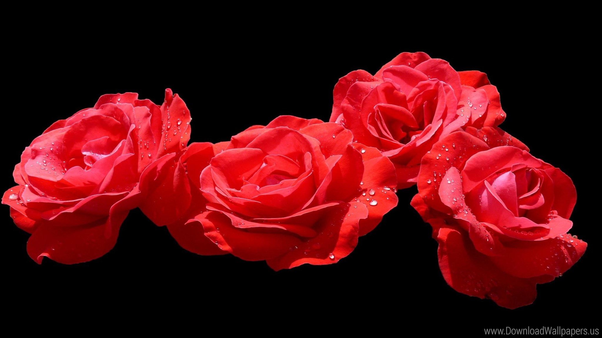 Download Dual Screen Wide Red Rose In Black Background Hd Wallpaper Backgrounds Download