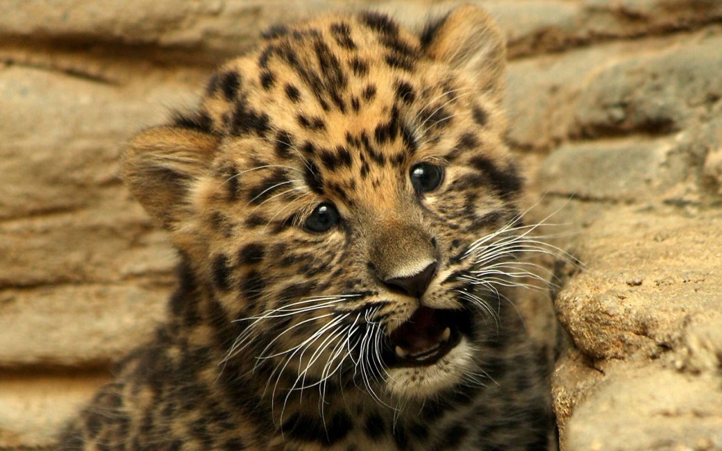 Cheetah Small Baby Kitty Cat - Gepard Malý , HD Wallpaper & Backgrounds