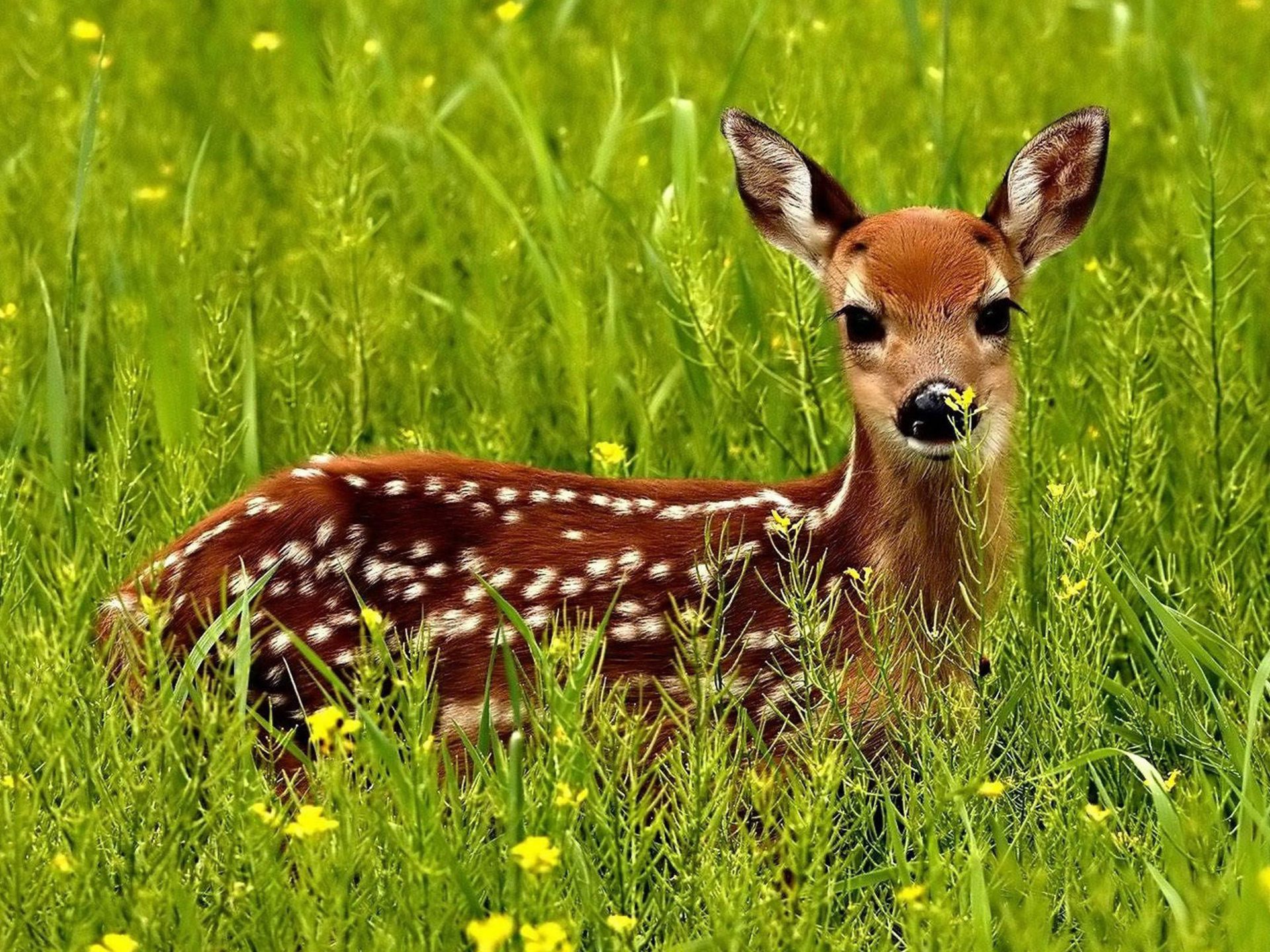 Cute Small Baby Hd Wallpaper Download Cute Little Red - Cute Red Deer , HD Wallpaper & Backgrounds
