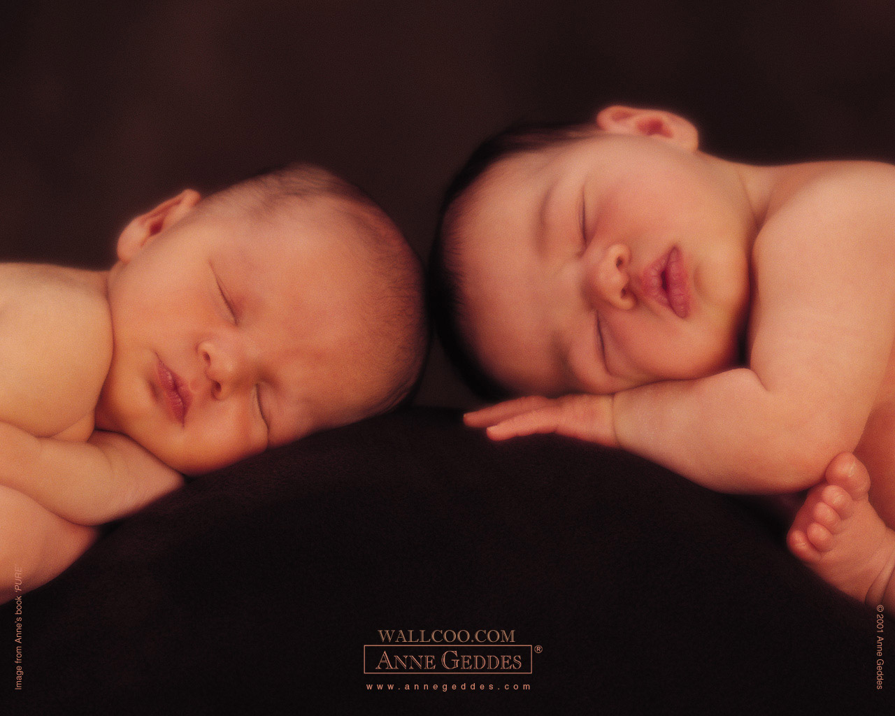 Anne Geddes Baby Photography , Newborn Baby Photography, - Anne Geddes , HD Wallpaper & Backgrounds