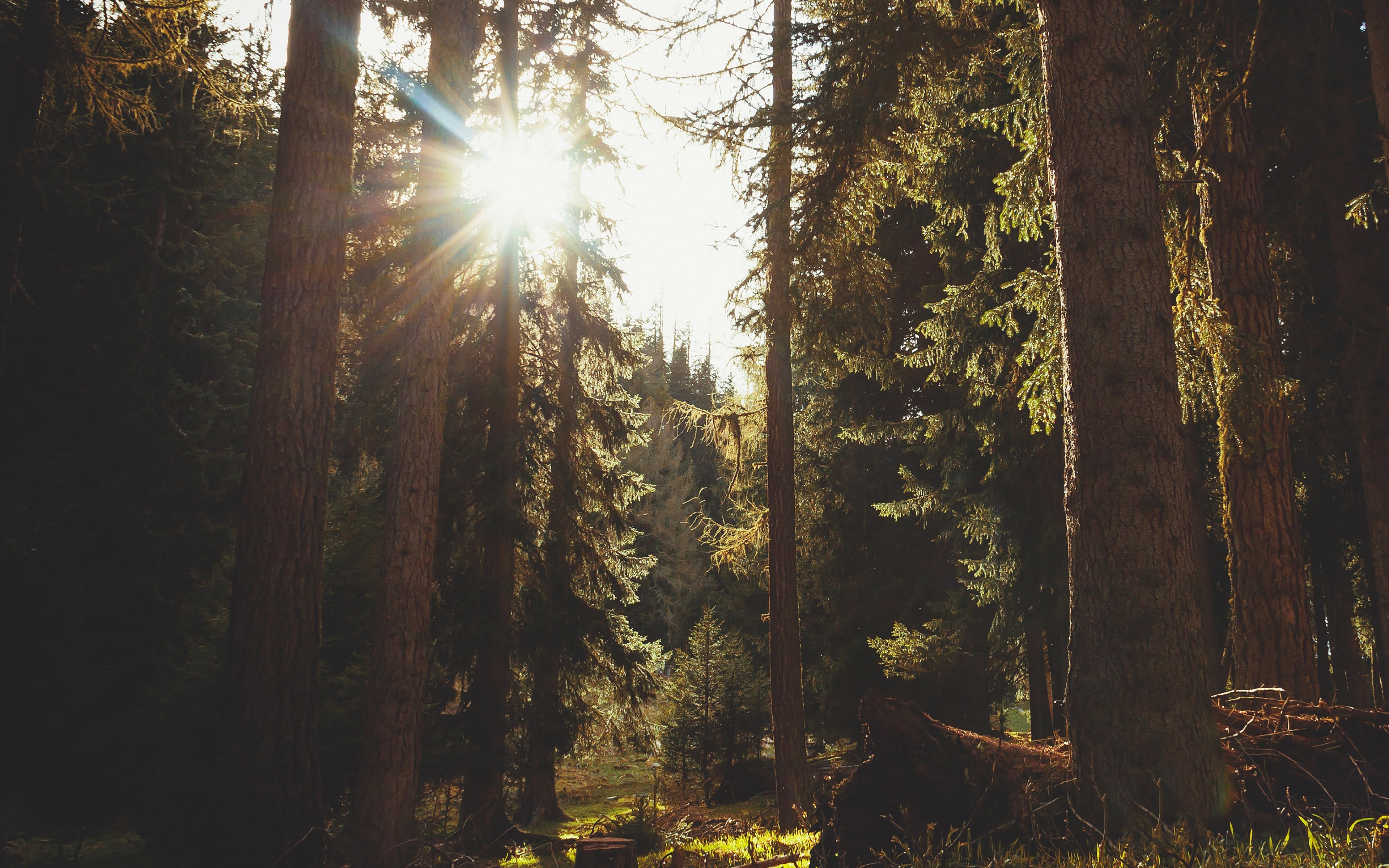 Sunshine, Beautiful Nature, Forest, Sunlight,mountain - Iphone X Wallpaper Forest , HD Wallpaper & Backgrounds