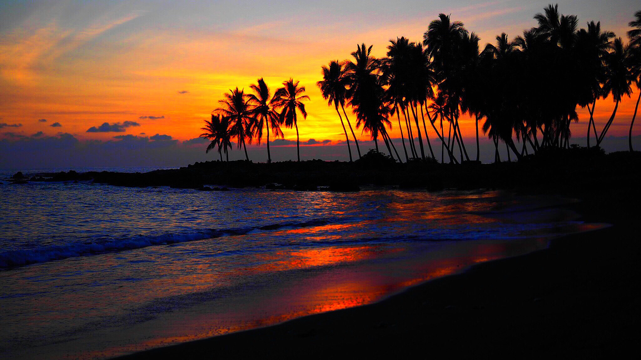 Format Pc - Beach Sunset Palm Tree , HD Wallpaper & Backgrounds