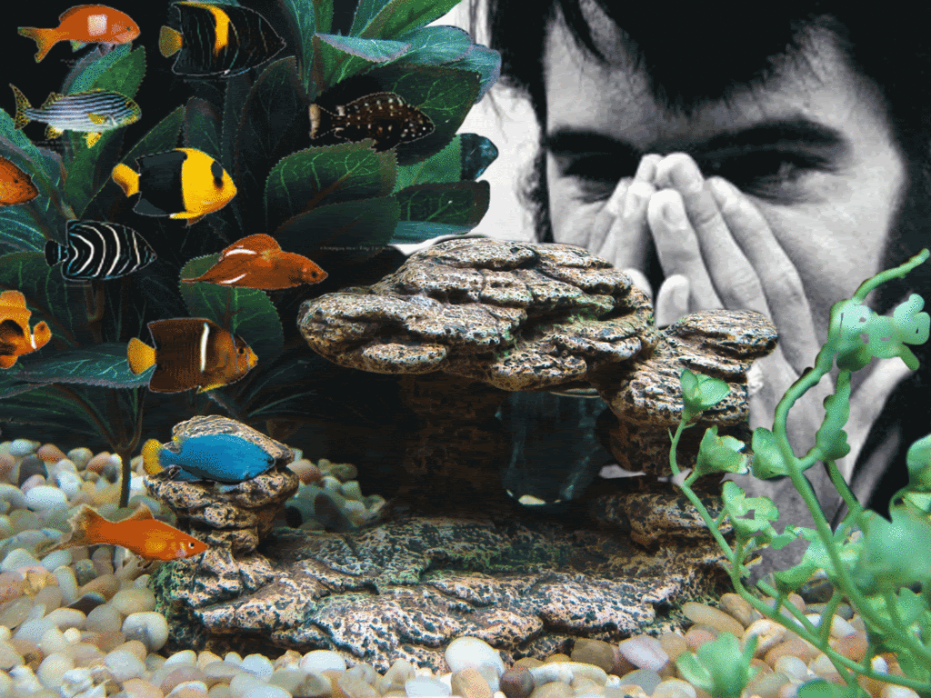 Animated Gif Fish, Free Download - Elvis Wedding Ring , HD Wallpaper & Backgrounds