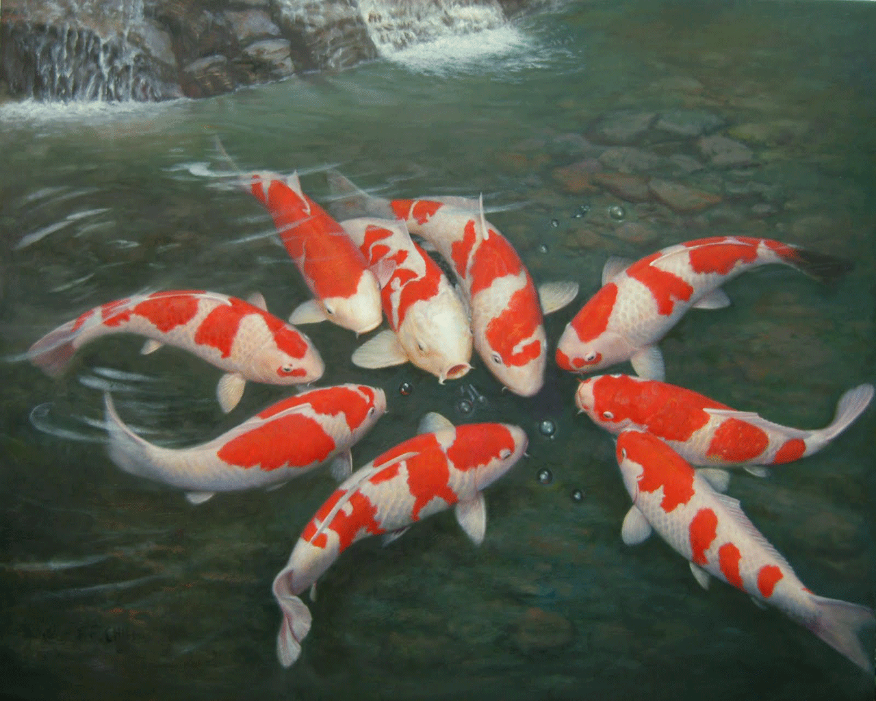 Mpsvqmr - Ornamental Fish , HD Wallpaper & Backgrounds