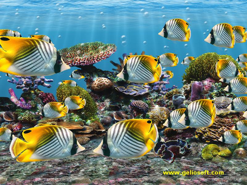 School Of Butterfly Fish , HD Wallpaper & Backgrounds