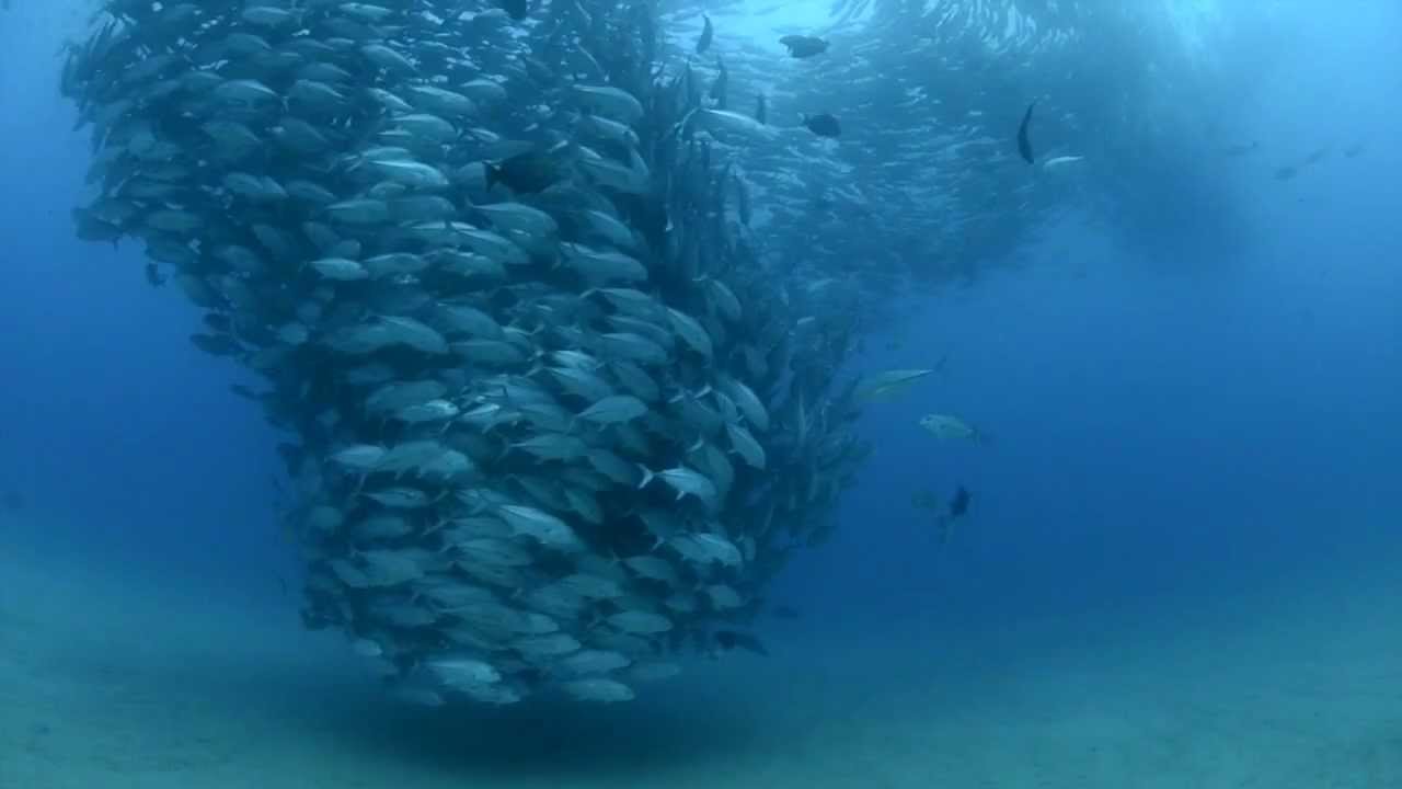 Moving Fish Gif - Wild Animal Fight Gif , HD Wallpaper & Backgrounds
