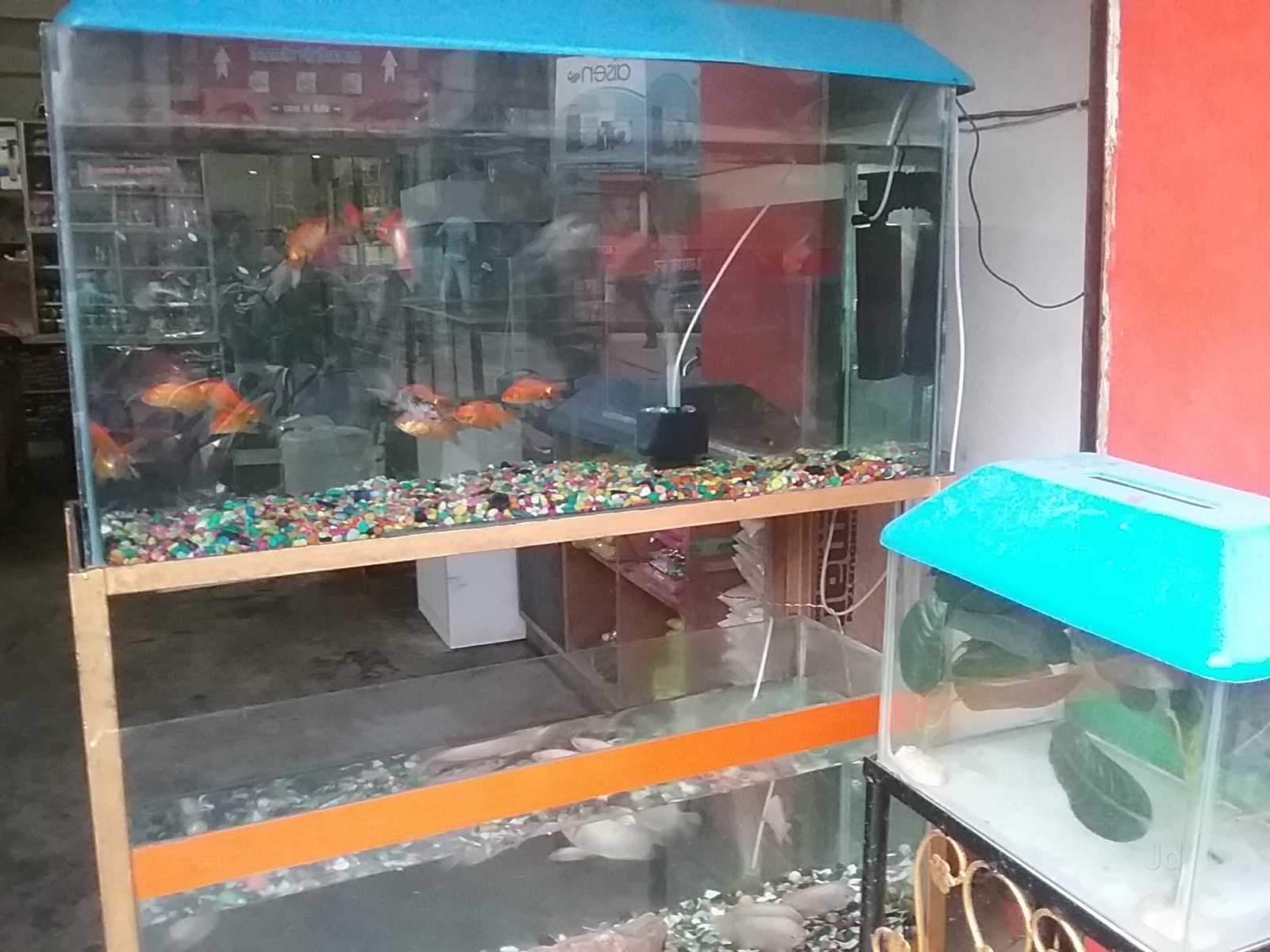 Aquarium Fish Dealers Gorakhpur - Aquarium , HD Wallpaper & Backgrounds