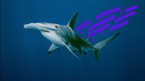 Hammerhead Shark Gif - Hammerhead Shark , HD Wallpaper & Backgrounds