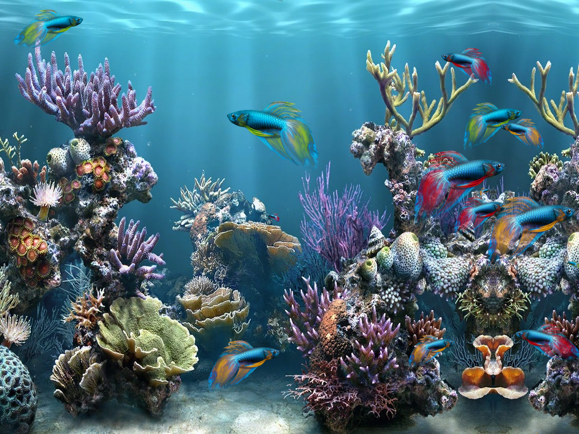 Coral Reef No Fish , HD Wallpaper & Backgrounds