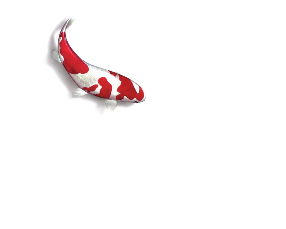 Koi - Fish Koi , HD Wallpaper & Backgrounds