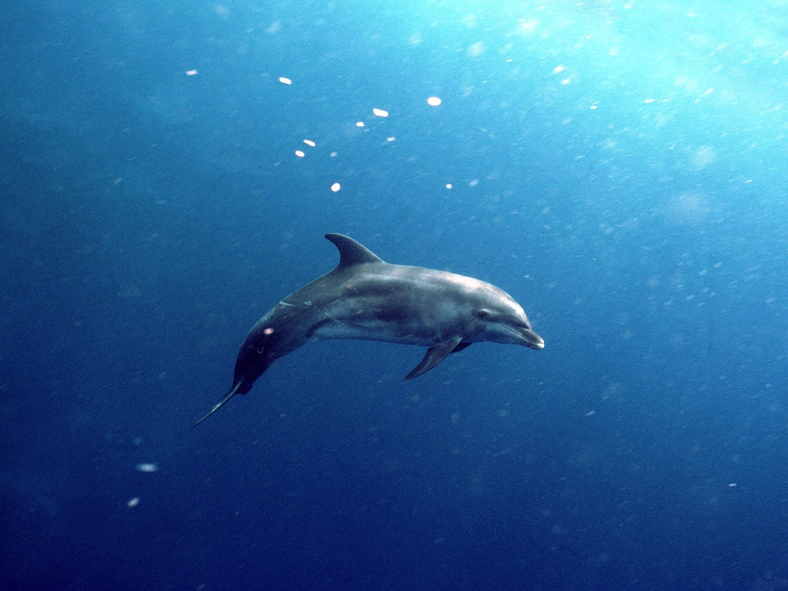 Wallpapers Underwater - Dolphin Inside The Water , HD Wallpaper & Backgrounds