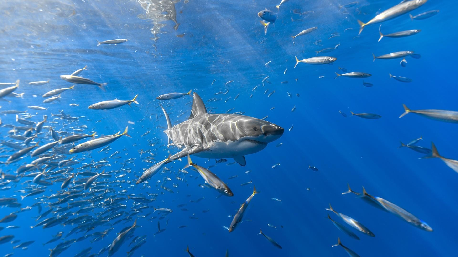 Hd Fish Wallpaper - Fish Shark Background , HD Wallpaper & Backgrounds