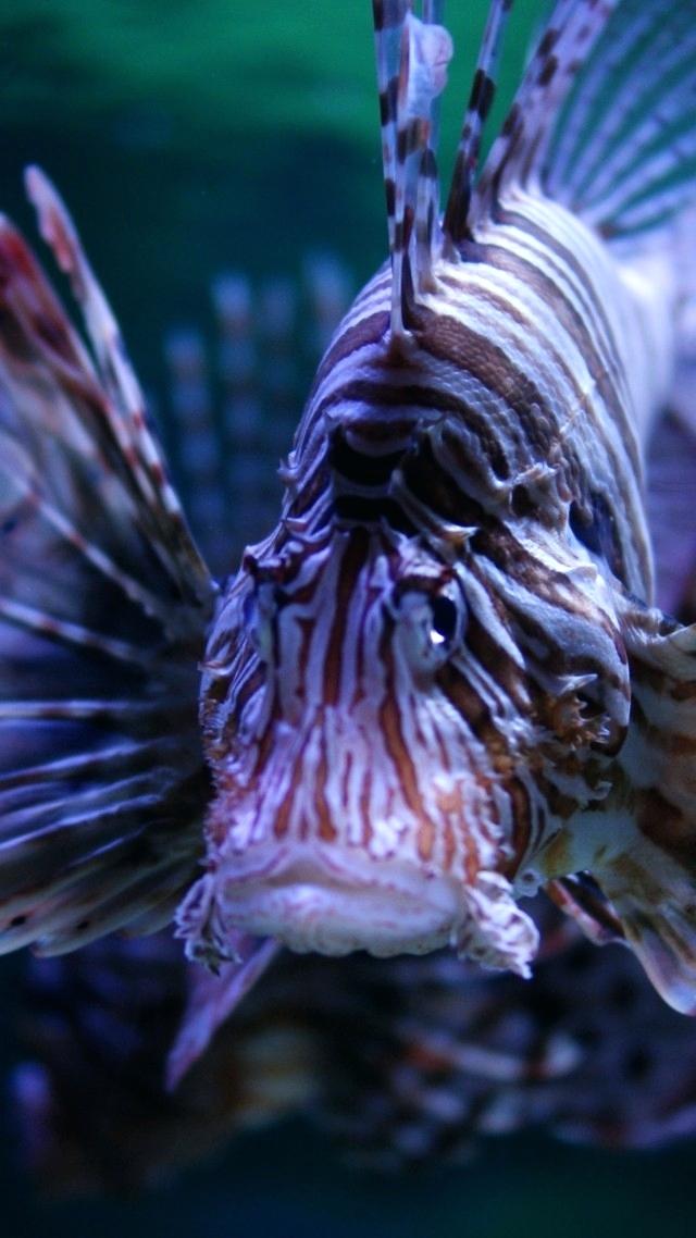 Wallpaper Fish Wallpaper Aquarium Water Wallpaper Betta - Lionfish 4k , HD Wallpaper & Backgrounds