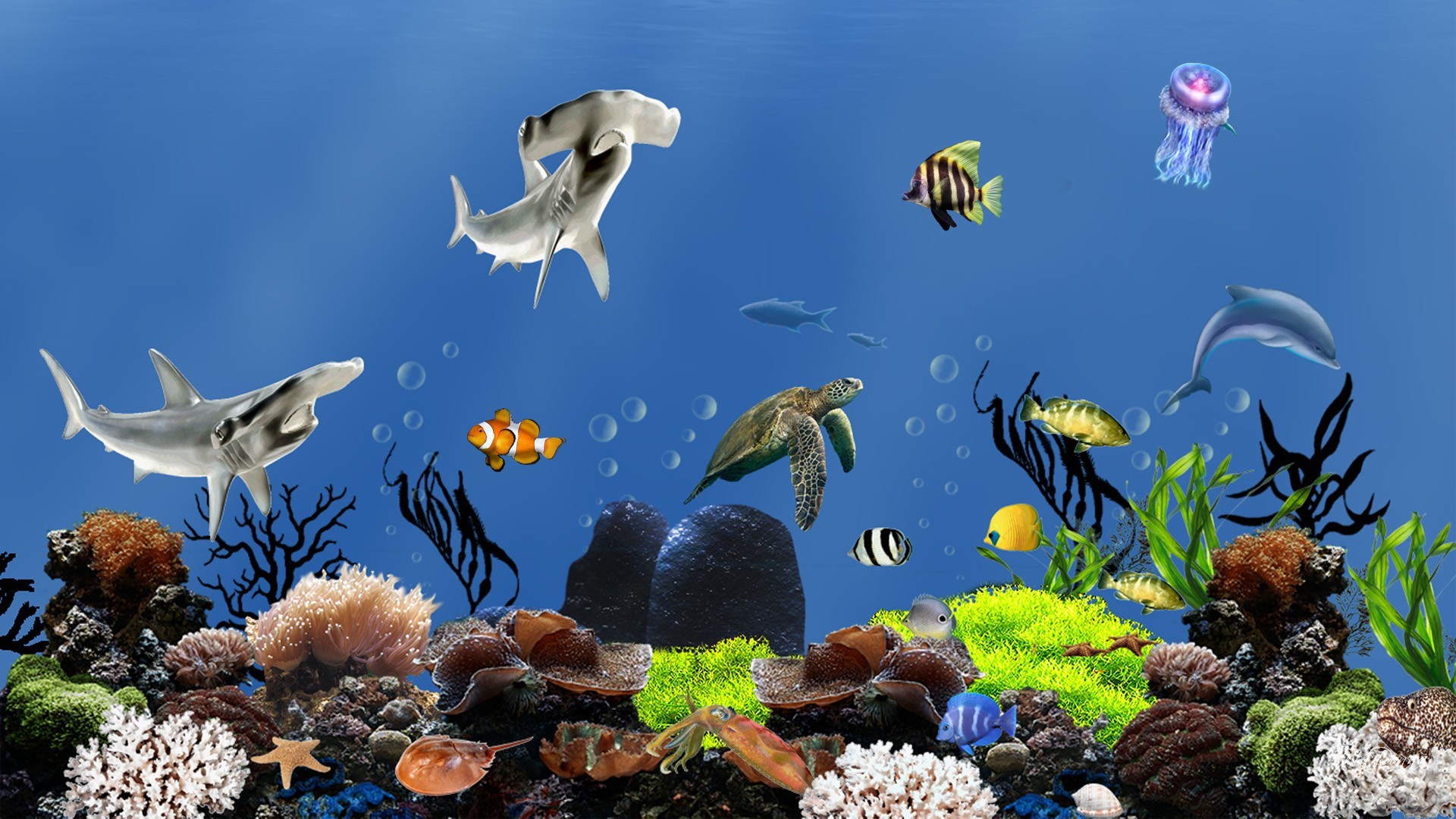 Aquarium Sea Bubbles Jelly Turtle Fish Sharks Coral - Aquarium Screensaver , HD Wallpaper & Backgrounds