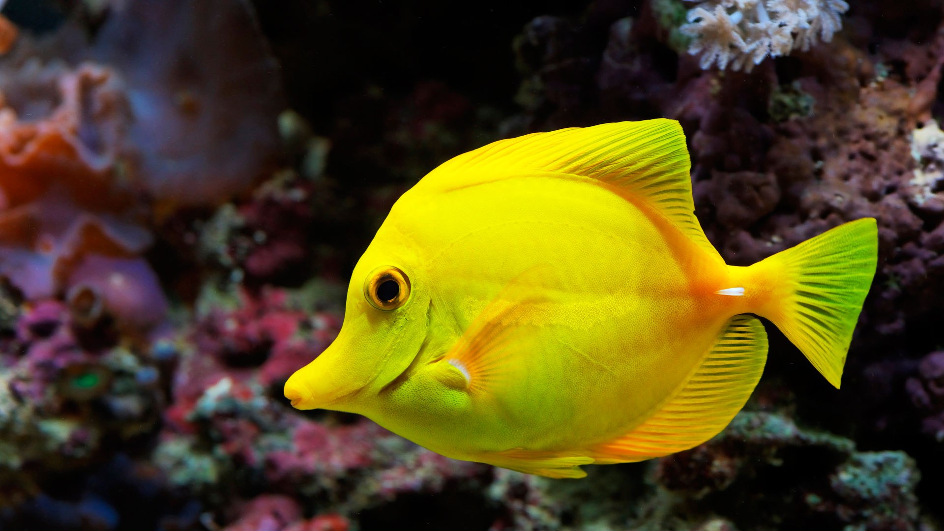 Beautiful Fish Wallpaper - Hd Fish Images Download , HD Wallpaper & Backgrounds