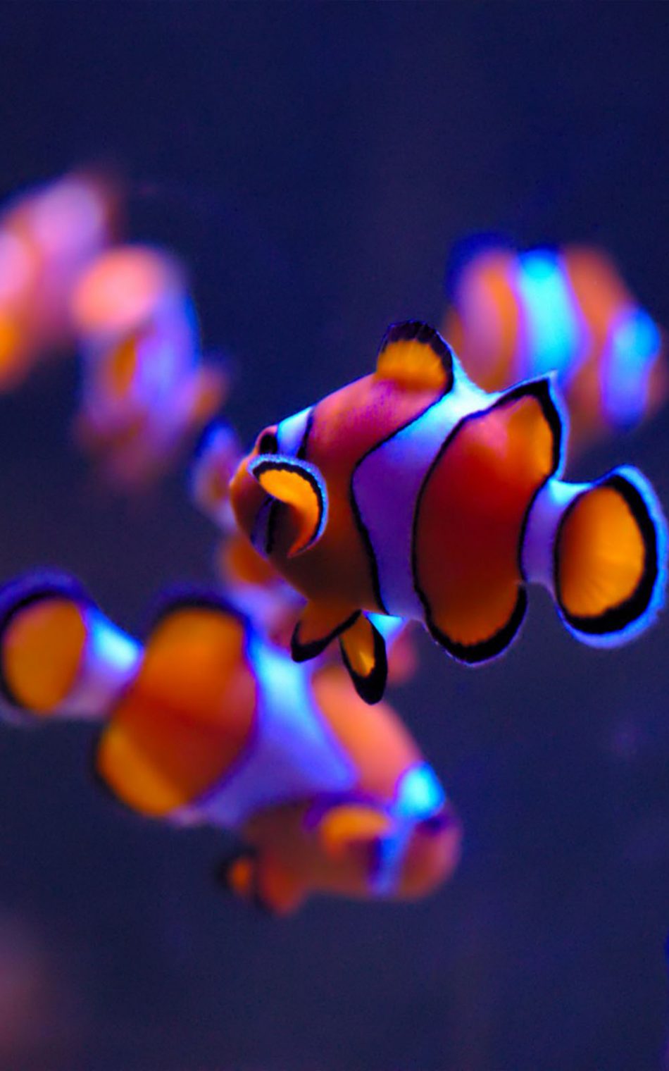 Clown Fishes Hd Mobile Wallpaper - Underwater Desktop Wallpaper Hd , HD Wallpaper & Backgrounds
