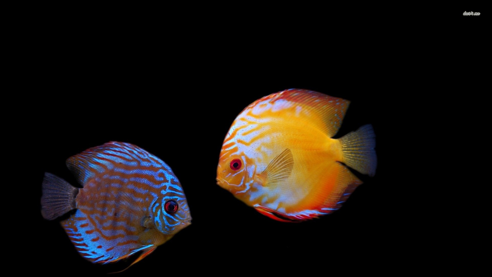 Fish Wallpaper - Tropical Fish Black Background , HD Wallpaper & Backgrounds