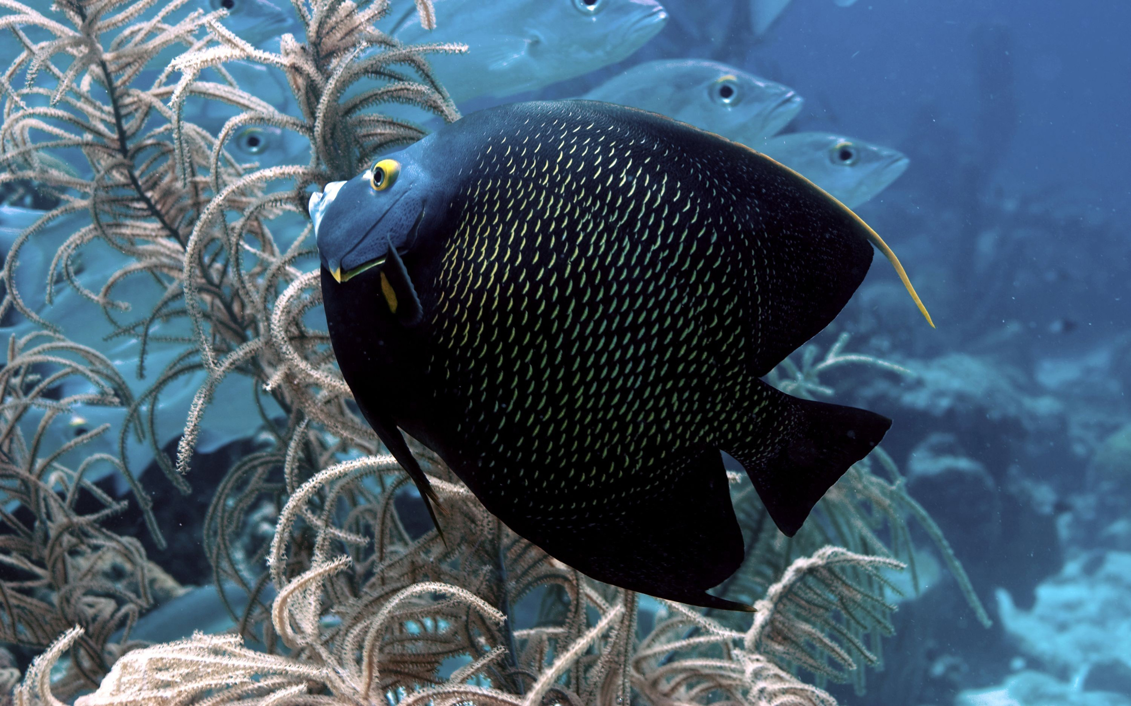 Big Black Exotic Fish Wallpaper Hd - Grey Black Discus Fish , HD Wallpaper & Backgrounds