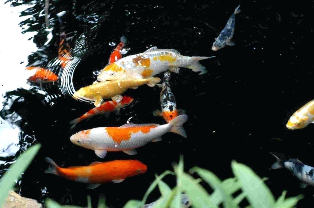 I Absolutely Adore Koi Fish Wallpaper Hd App Download - Desktop Wallpaper Hd Koi Fish , HD Wallpaper & Backgrounds