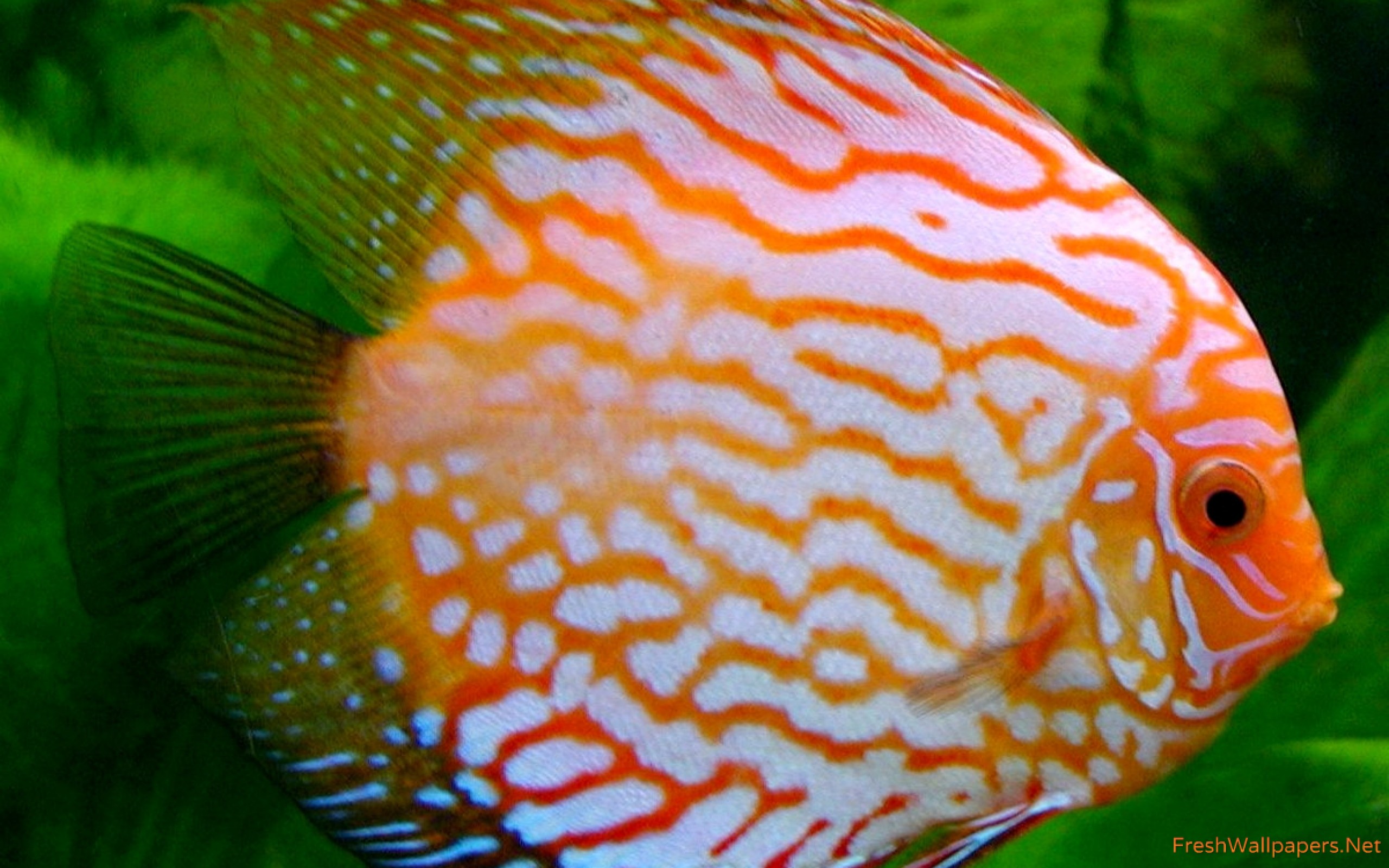 Discus Fish Wallpaper - Discus Fish In Sri Lanka , HD Wallpaper & Backgrounds